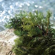 لايت بلو سامر فايبز للرجال faces لايت بلو سامر فايبز للرجال