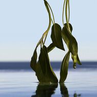 faces boss bottled infinite eau de parfum 50ml