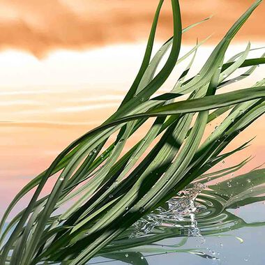 faces عطر بلاشينغ ساندز أو دي برفان