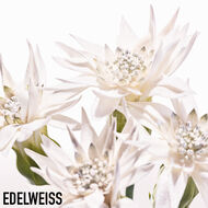 Diorsnow Essence of Light Serum faces diorsnow essence of light serum