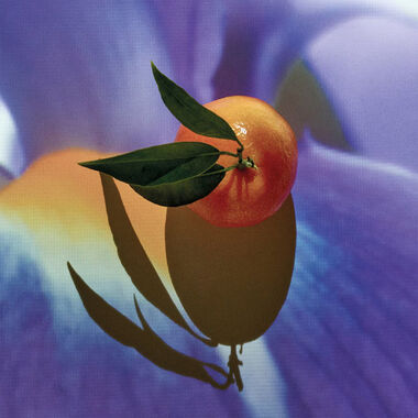 faces سولو هيم إليكسير