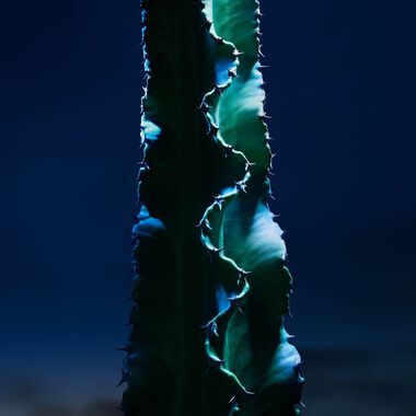 faces sauvage cleanser