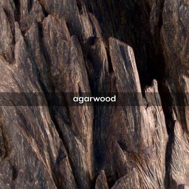 faces oud wood