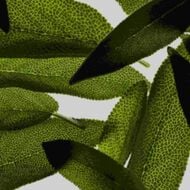 faces sage  multivitamin age well revitalizing