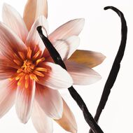 faces فانيلا ديو