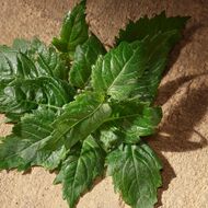 Devotion faces devotion