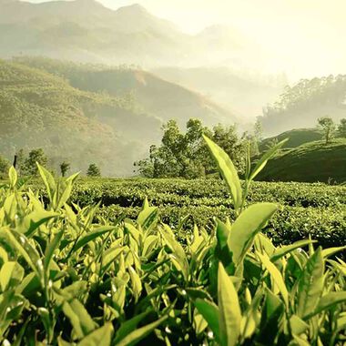 faces عطر تندر لايت أو دي برفان