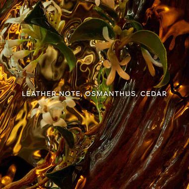 faces ابسولو أليجوريا كوير أنتانس