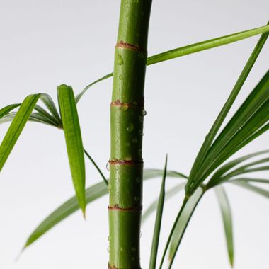 faces mighty bamboo cream