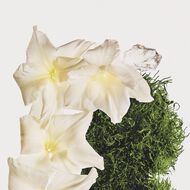 faces كوتون مسك بخاخ عطري للشعر والجسم