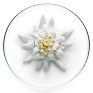 faces expert milky bright