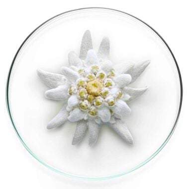 faces إكسبرت ميلكي برايت