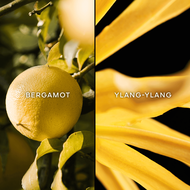 ليه ليجاندير تيراكوتا faces ليه ليجاندير تيراكوتا