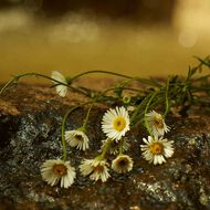 faces gucci m moire d une odeur  eau de parfum