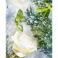 Isola Snow Parfum faces isola snow parfum