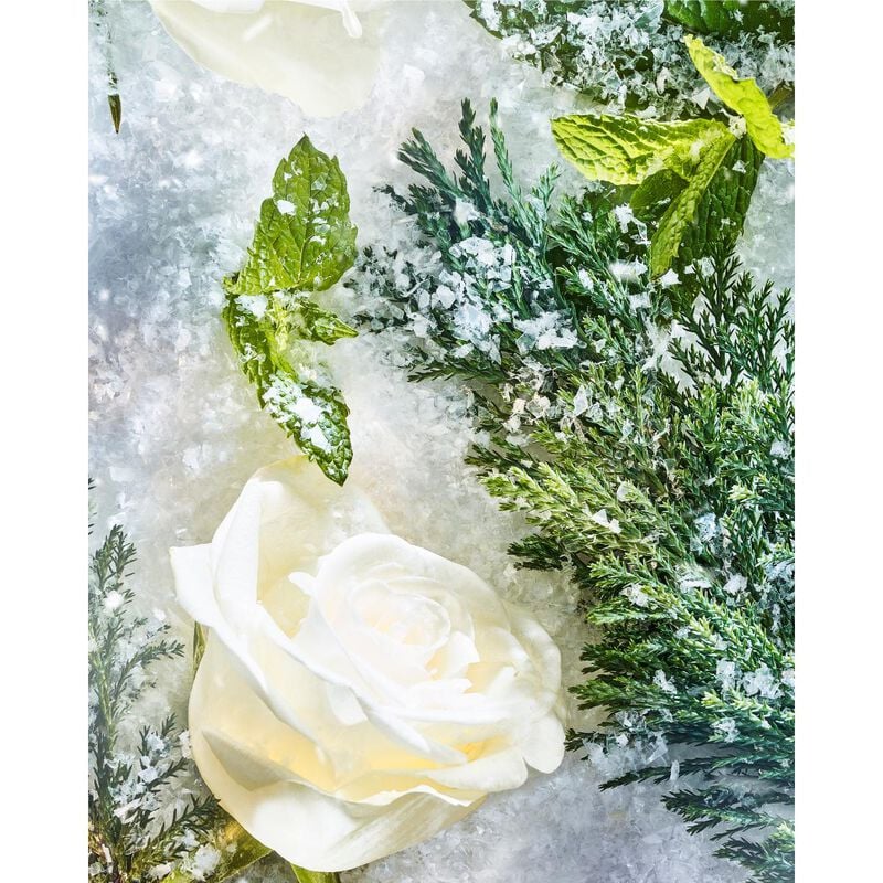 roja isola snow parfum