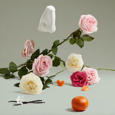 faces the coveted duchess rose