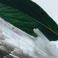 faces wood sage and sea salt cologne