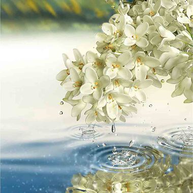 faces عطر بارادايس مون أو دي برفان