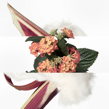 faces أو دي روبارب إكارليت