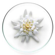 faces expert aqua gel spf 56