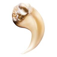 faces شامبو أبسولوت ريبير