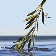 faces boss bottled infinite eau de parfum 50ml