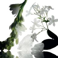 faces essential musc   wild tuberose