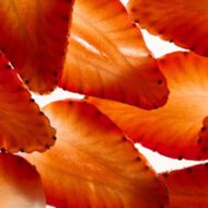 faces strawberry  nmf nurture