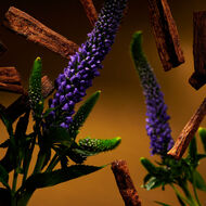 faces طقوس العود