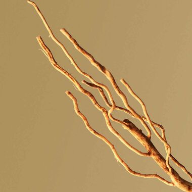 faces boss bottled  eau de parfum