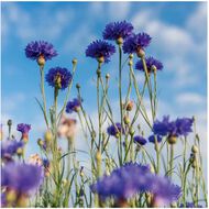 مزيل مكياج ملطف - بيور بلويه 100 مل faces مزيل مكياج ملطف بيور بلويه 100 مل