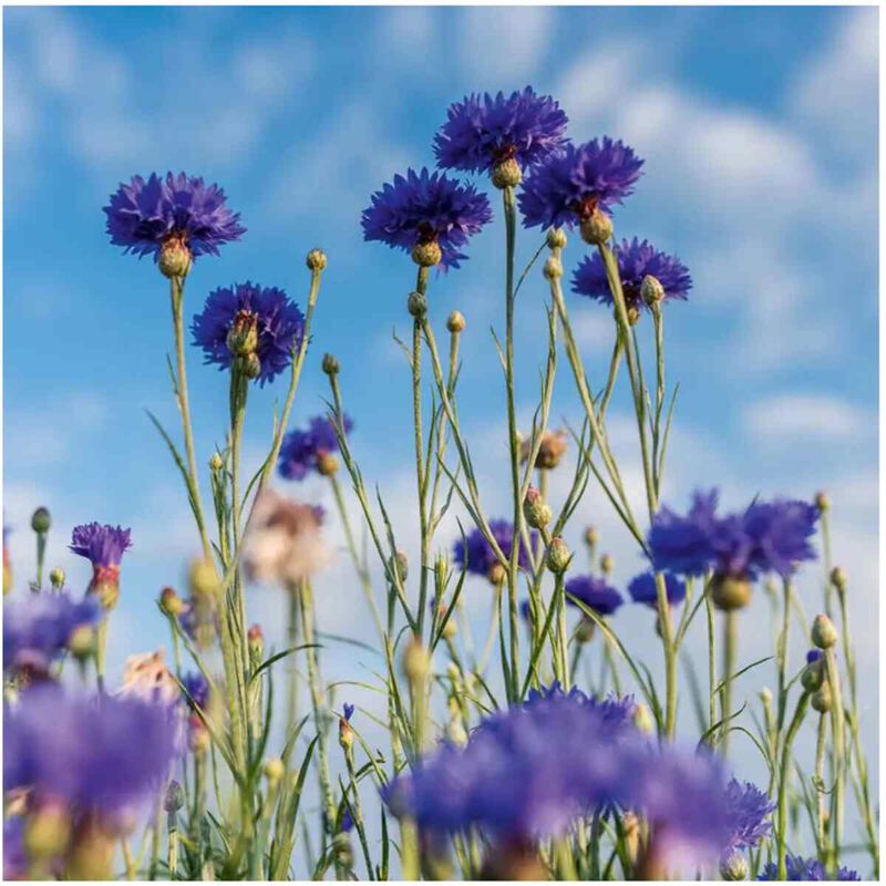 yves rocher مزيل مكياج ملطف بيور بلويه 100 مل