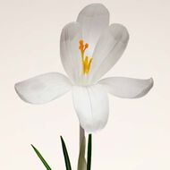 faces عطر عود ناكري