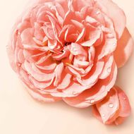 Sì Nude Bloom faces s nude bloom