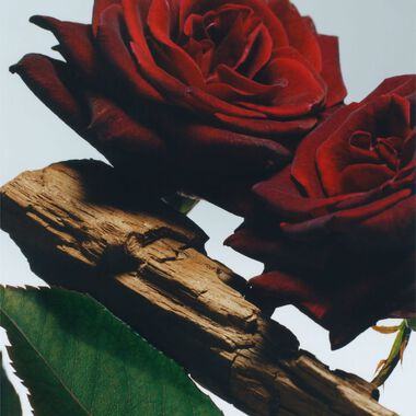 faces بخاخ الجسم فيلڤت روز آند عود