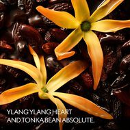 faces the alchemist s garden ylang ambrato