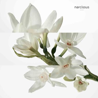 faces h24 eau de toilette