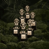 Gold Splendid Vanilla faces gold splendid vanilla