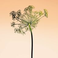 أورانج ميديتيراني faces أورانج ميديتيراني