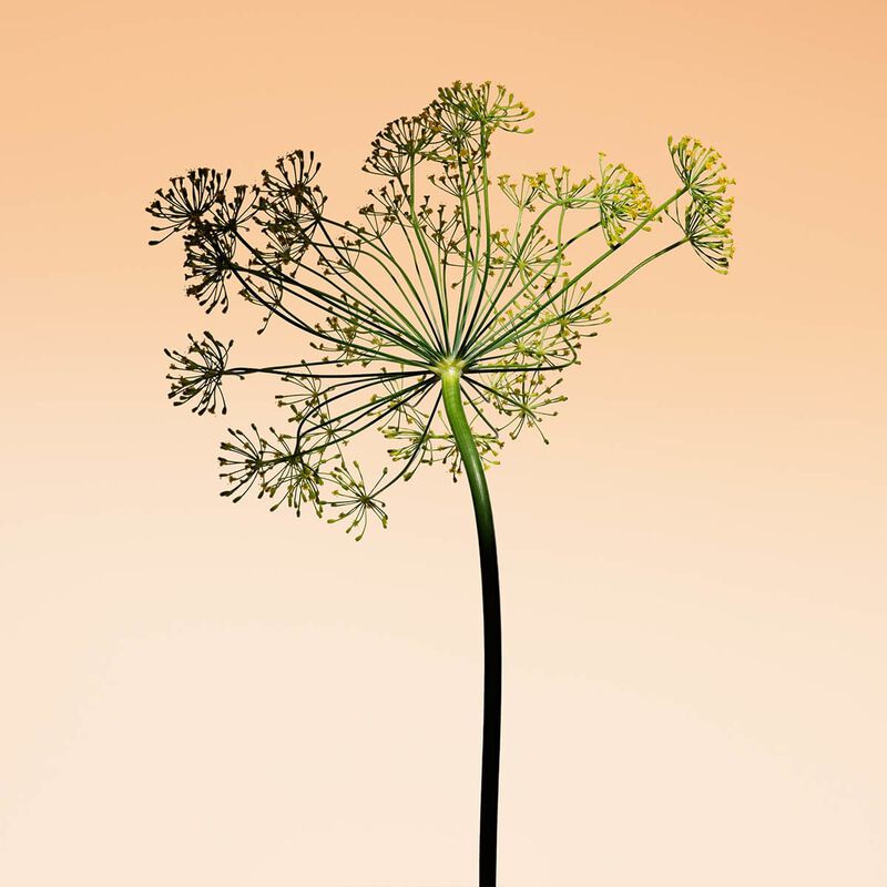 جورجو أرماني أورانج ميديتيراني