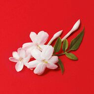 faces سي باسيوني تعبئة