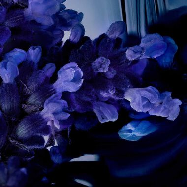 faces واي إلكسير