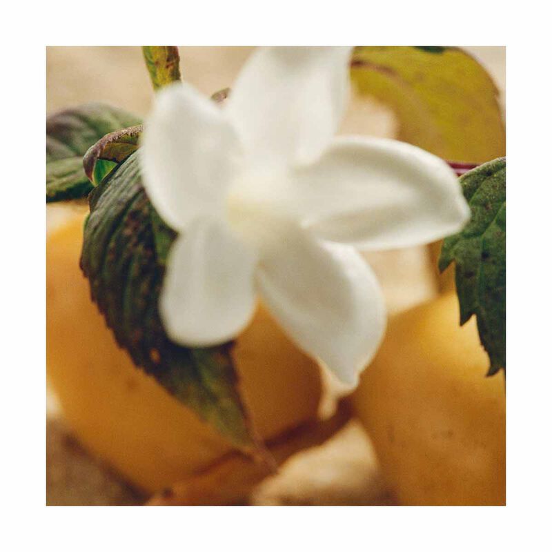 chloe nomade jasmin naturel intense