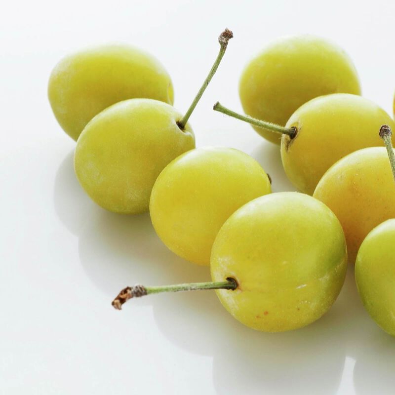 frederic fekkai technician color shampoo extended color vibrancy