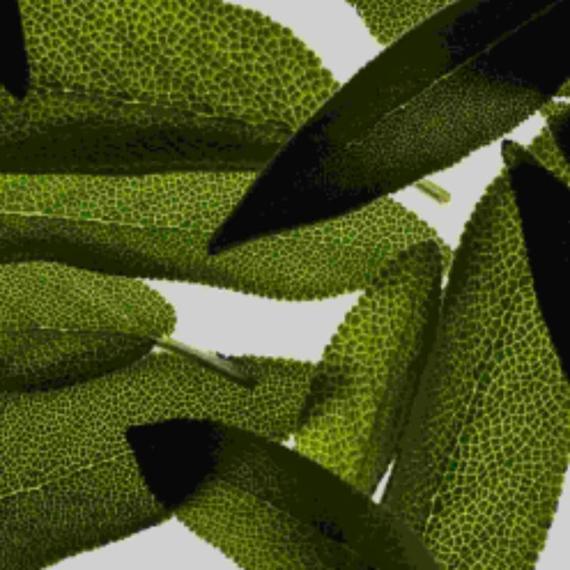 تارا نظام الحفاظ على الشعر مع التقدم بالعمر بالميرمية مع مجموعة من الفيتامينات المغذية