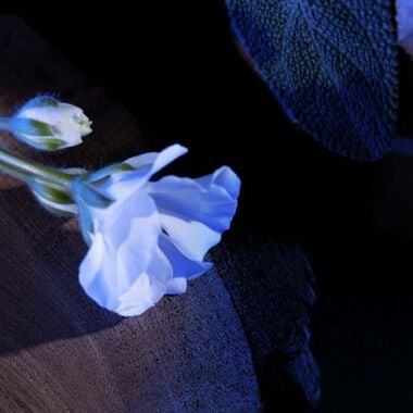 faces عطر واي أو دو برفان