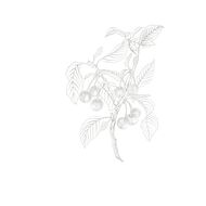 faces مونلايت تشيري