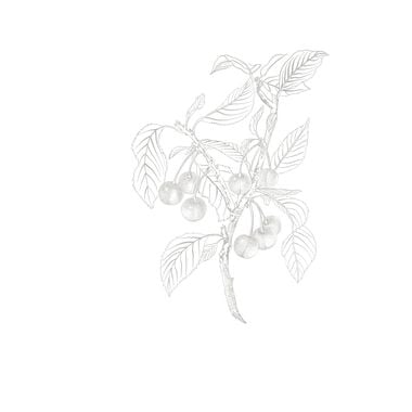 faces moonlight cherry