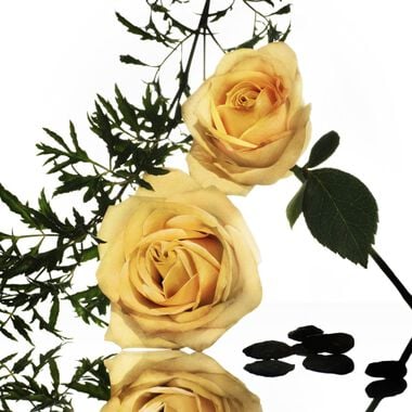 عطر روز إبيسيه-مجموعة المسك الأساسي faces عطر روز إبيسيه مجموعة المسك الأساسي